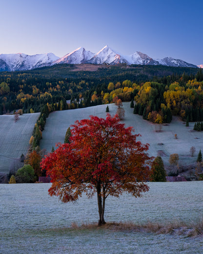 Lone tree in the Tatra mountains, Slovakia