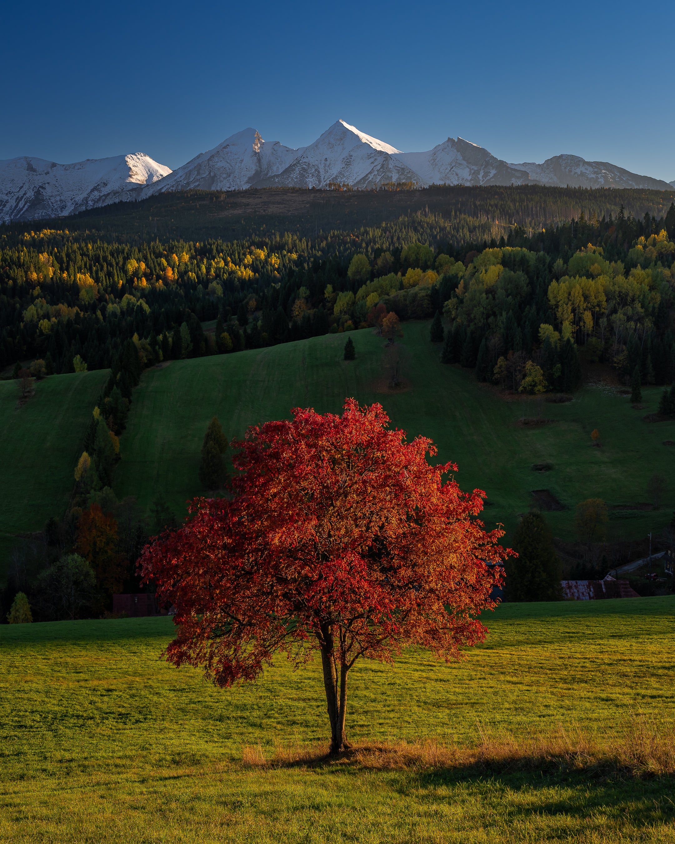 A lone tree shines with its vibrant red hues, in the hills of Slovakia at the doorstep of the Belianske Tatry