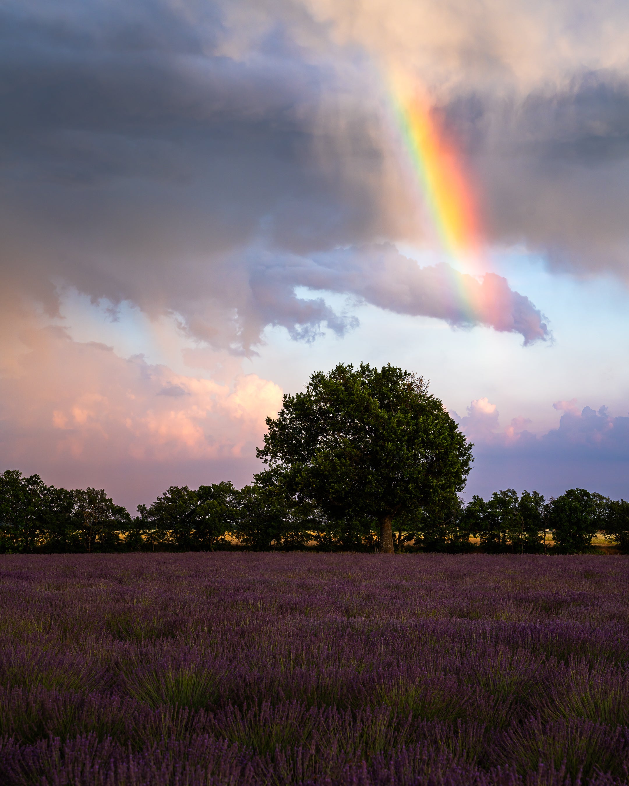 A colorful rainbow appears above a lavender field, in Provence